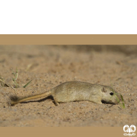 گونه جرد هندی Indian Desert Jird